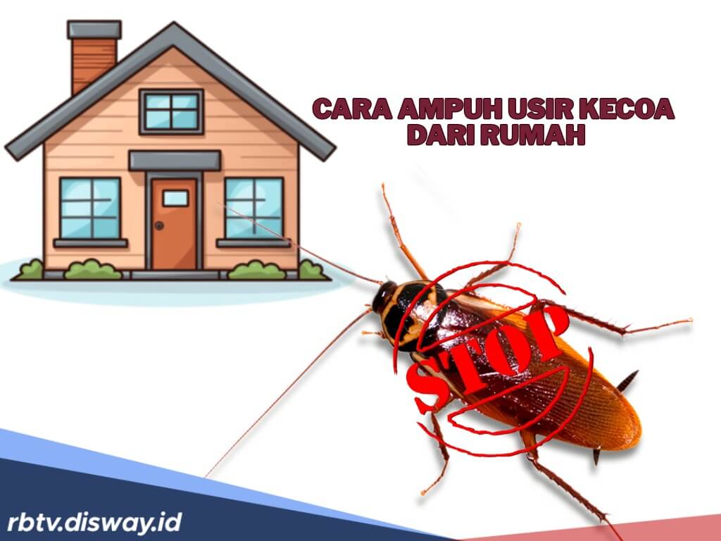 5 Bahan Dapur yang Efektif untuk Membasmi dan Mengusir Kecoak dari Rumah 