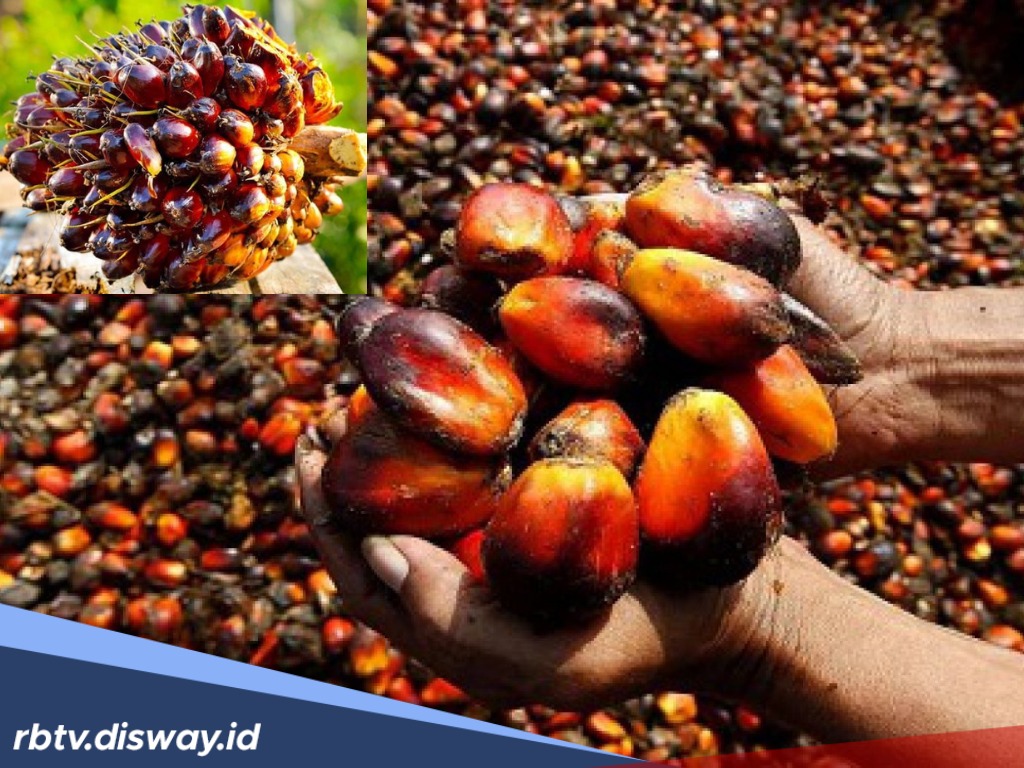 Harga TBS Sawit Riau Naik, Ini Rinciannya untuk Periode 23-29 April 2025