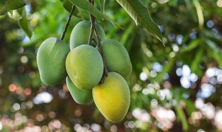 Cara Menanam Mangga agar Cepat Berbuah, Dijamin Berhasil