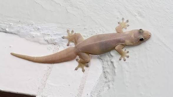 Mitos Menginjak Cicak, Membawa Pertanda Baik atau Malah Pertanda Buruk?