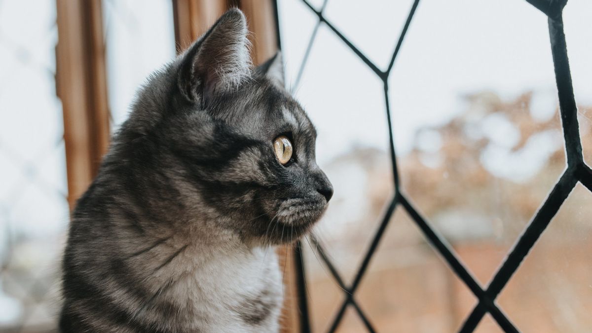 Perhatikan Kucing di Rumah, Ada 8 Tanda dari Kucing jika Rezeki Mau Datang