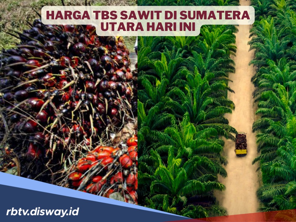 Harga TBS Sumatera Utara Per Hari Ini, Turun Tipis 