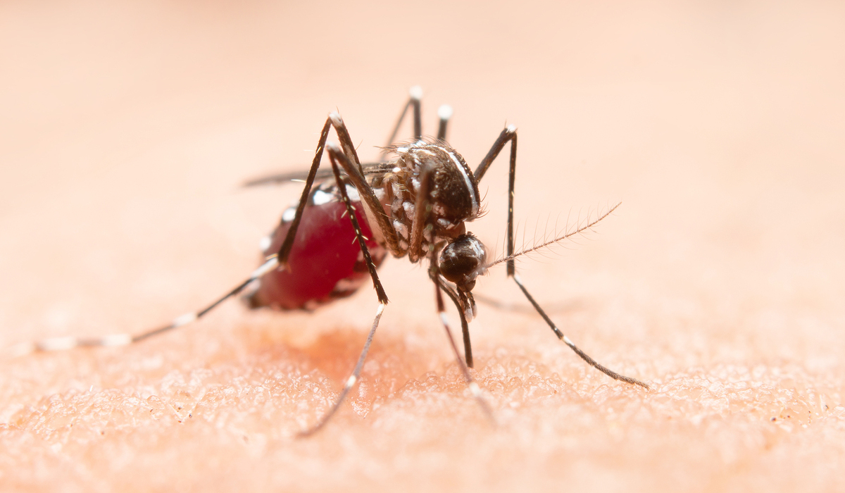 Harganya Murah dan Aman, 9 Benda Ini Tidak Disukai Nyamuk, Lindungi Keluarga Anda