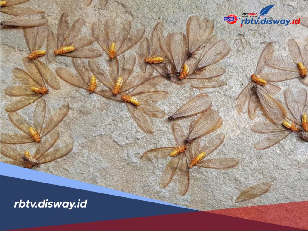 Laron Masuk Rumah Pertanda Apa? Ini Makna di Balik Kemunculannya Menurut Islam 