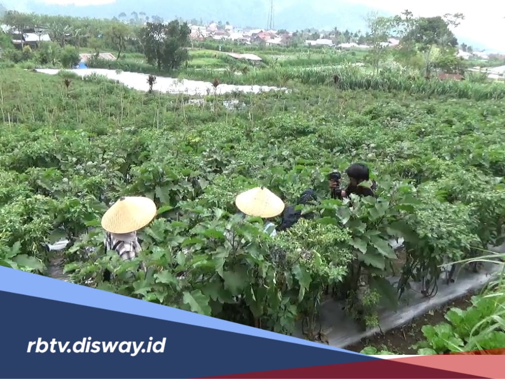 Kopi Masih Jadi Prioritas, Dinas Pertanian Kabupaten Kepahiang Mulai Bina Tanaman Holtikultura