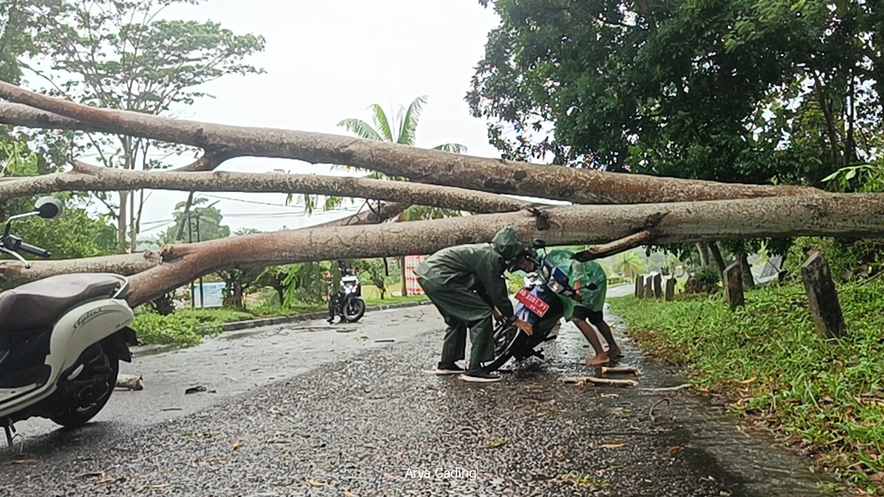 Waspada Cuaca Ekstrem, Pohon Sengon Depan Kantor Bupati Kabupaten Seluma Tumbang 