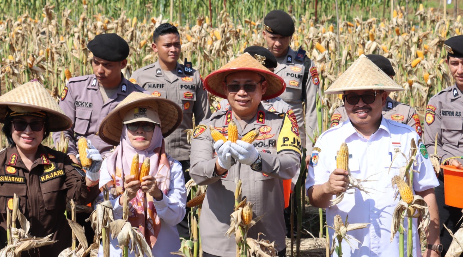 Kapolda Bengkulu Irjen Pol Anwar Panen Jagung Sebanyak 30 Ton, Panen Tahap 2 Targetnya Segini
