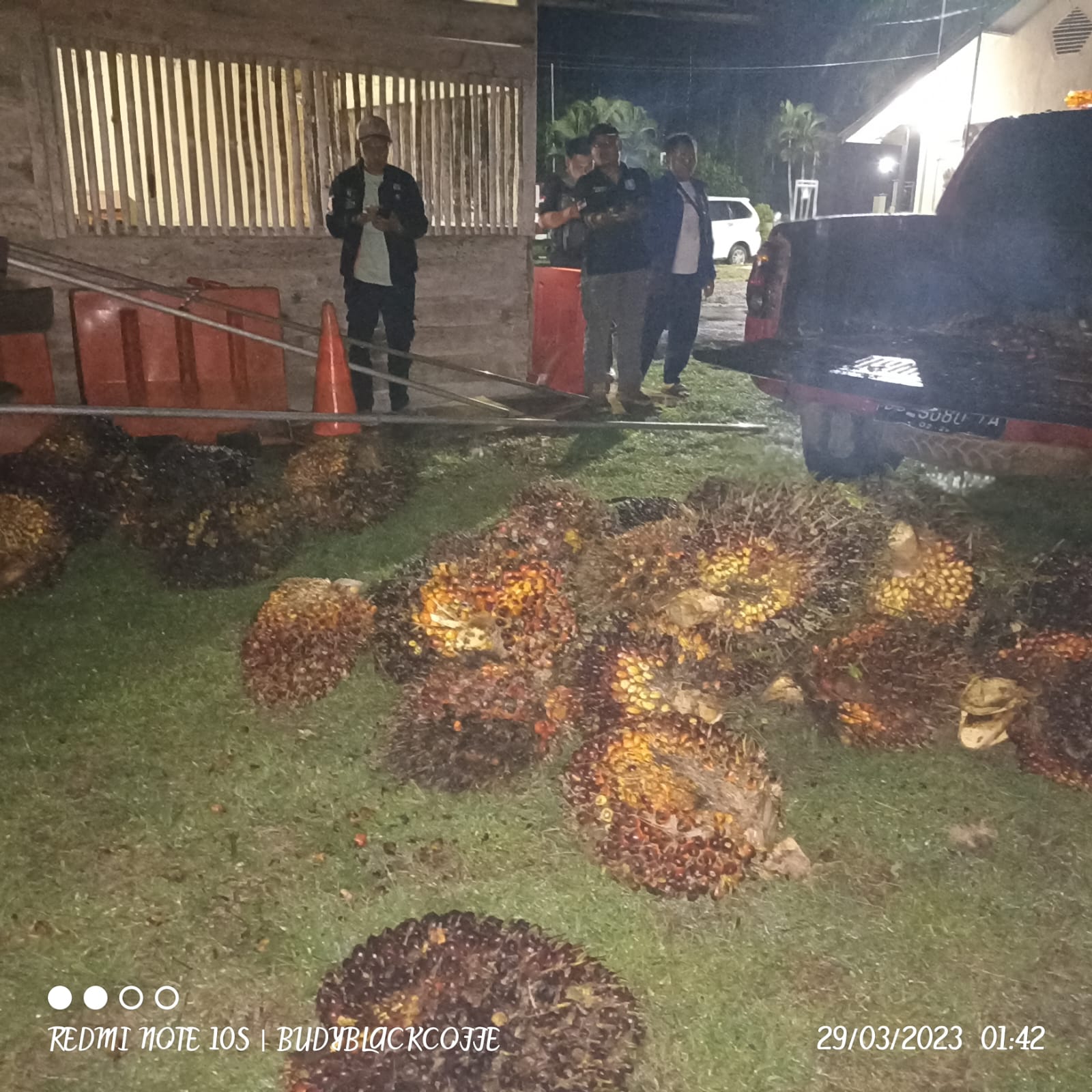 Maling Sawit Beraksi di PT Bio Nusantara, 1 Pelaku Diamankan, 2 Kabur