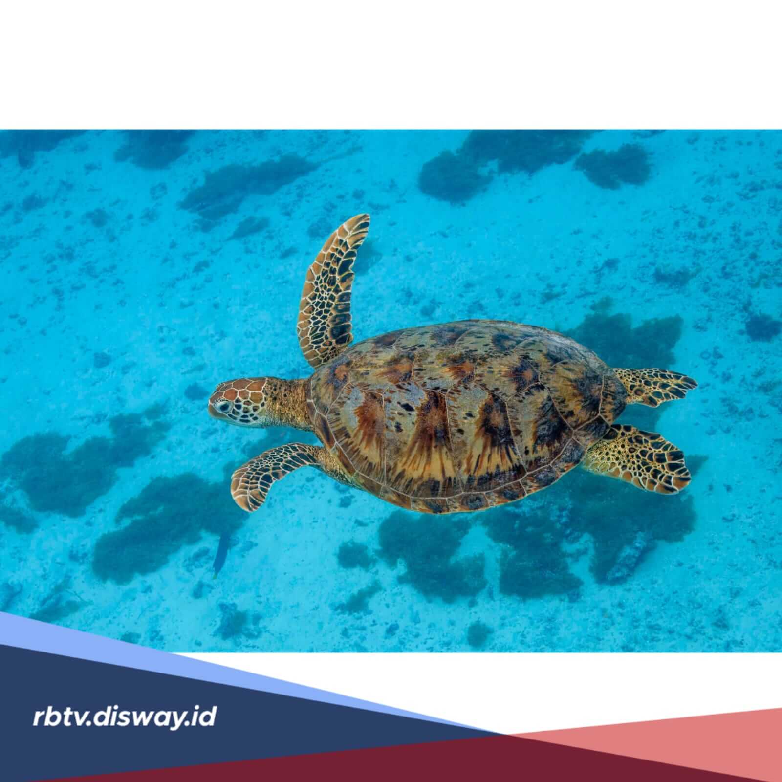 Katanya Daging Penyu Bisa Jadi Obat Kuat, Mitos atau Fakta? 