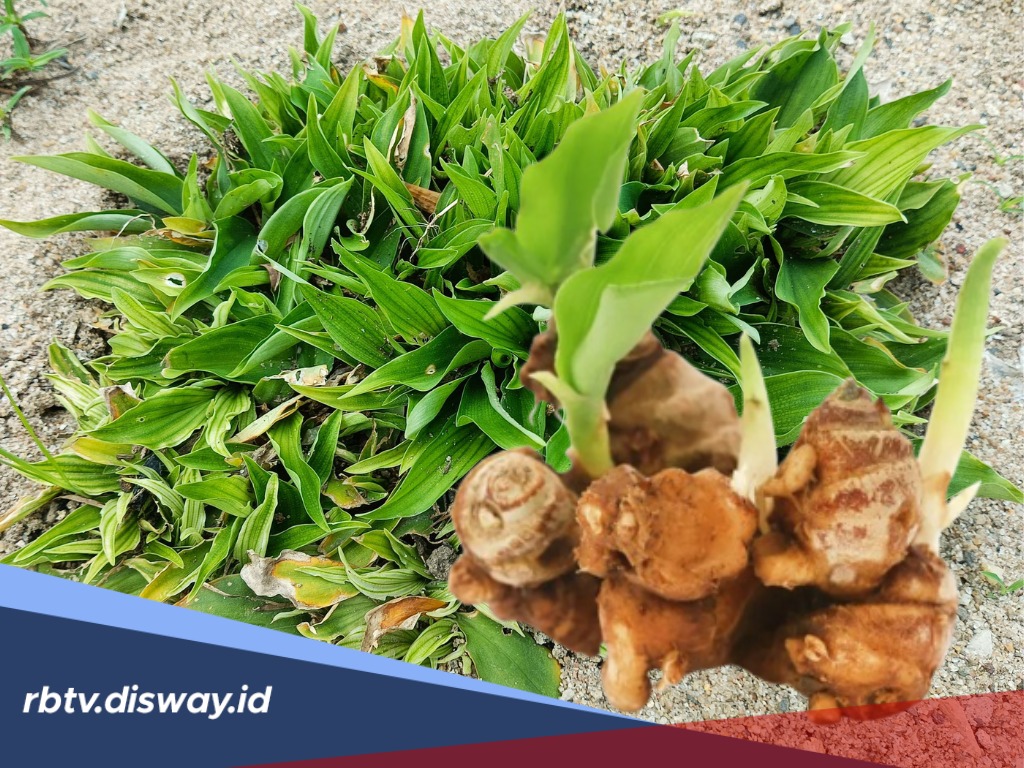 Kandungan, Manfaat dan Cara Mengolah Kencur untuk Kesehatan Tubuh