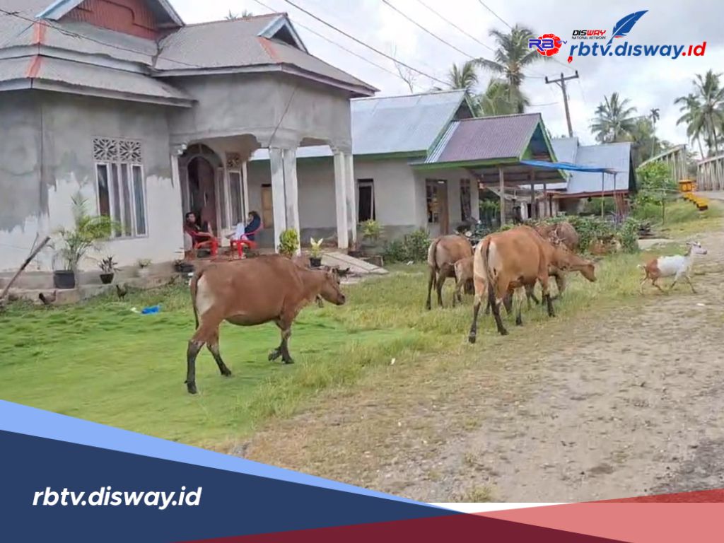 Takut Dikandangkan Karena Berkeliaran di Jalan Raya, Warga di Mukomuko Mulai Patuhi Perda Nomor 26 Tahun 2011