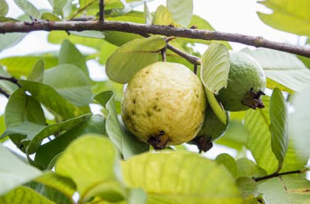 Jangan Nyesel Baru Tahu, Ternyata Ramuan Daun Jambu Biji Bisa Hilangkan Uban Hitungan Menit 