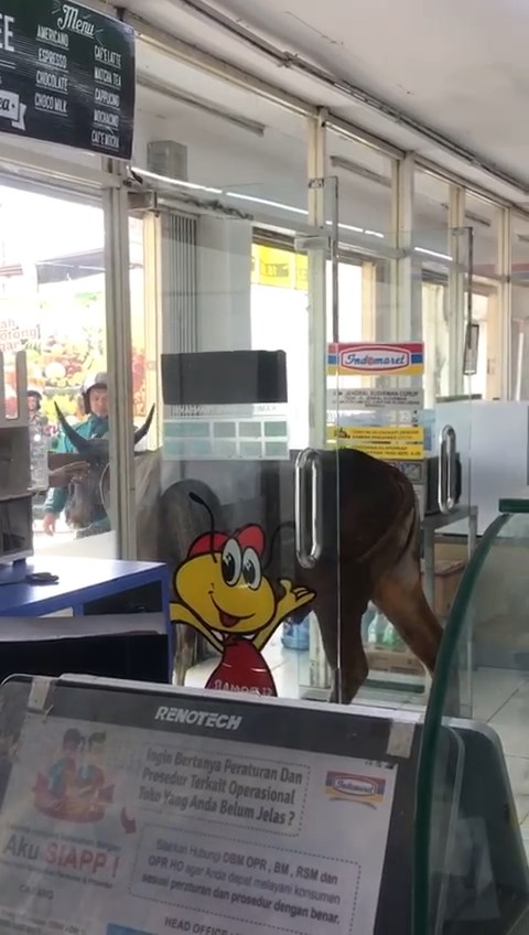 Menolak Dikurbankan, Sapi Ini Pilih Masuk Indomaret