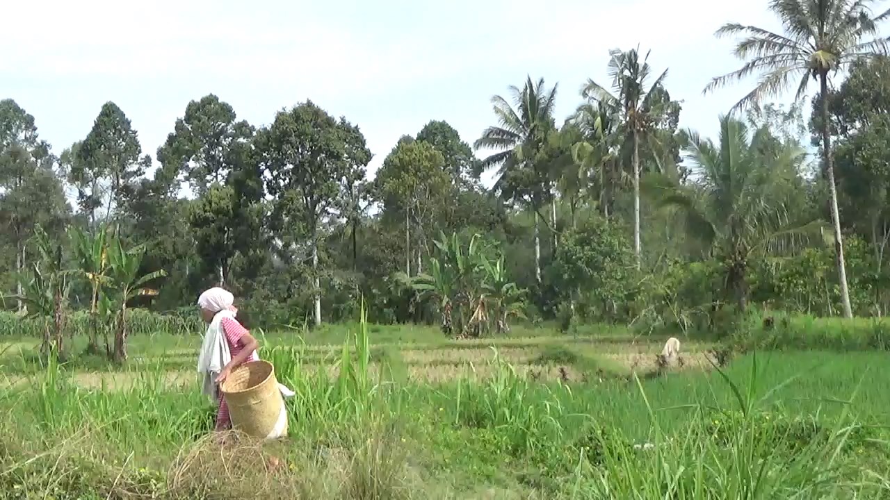 Areal Persawahan di Rejang Lebong Terus Berkurang, Banyak Petani Alih Fungsi Lahan