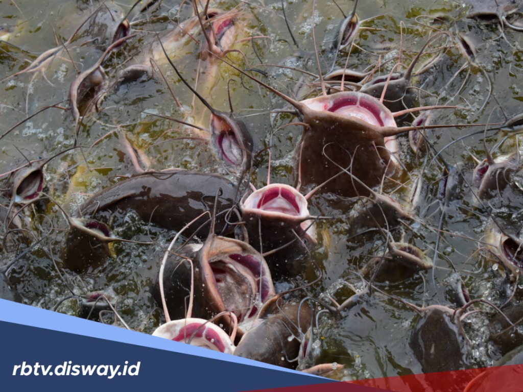 Mau Ternak Ikan? Ini 10 Jenis Lele Unggulan untuk Budidaya yang Bikin Untung, Berani Coba? 