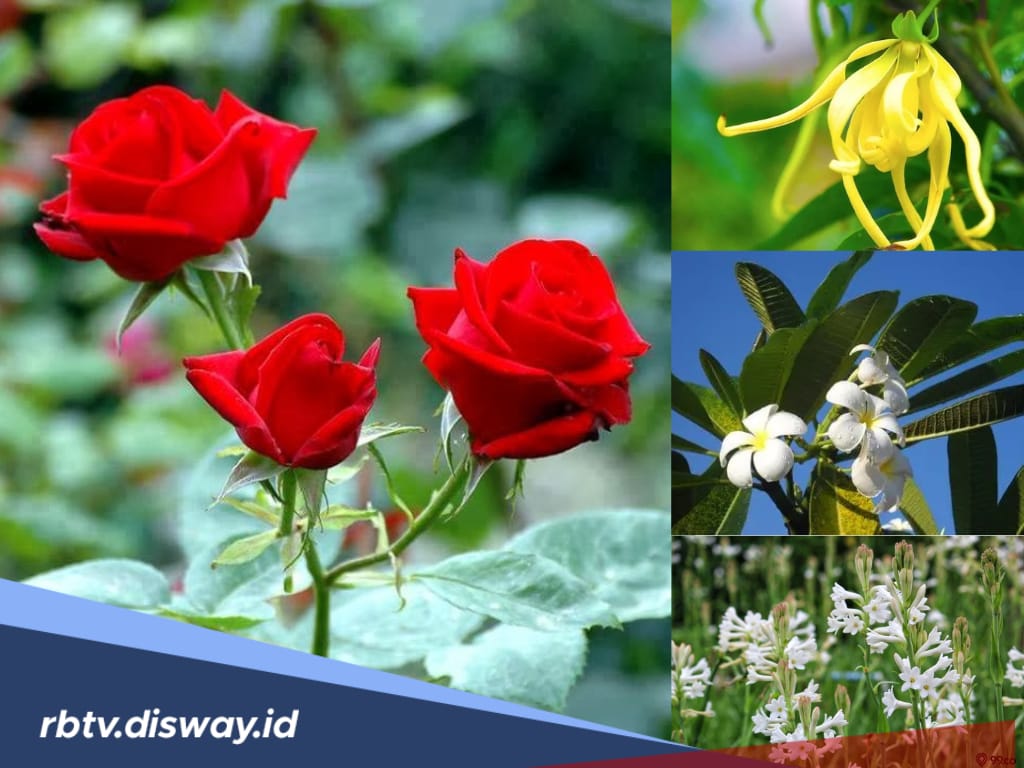 Ingat, Jangan Sampai 6 Jenis Bunga Ini Ditanam di Pekarangan Rumah, Kalau Tidak Mau Didatangi Makhluk Gaib