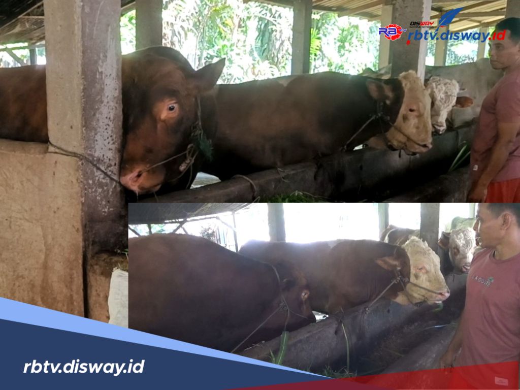 Bobotnya Hampir 900 Kg, Sapi Warga Desa Bukit Peninjauan 1 Seluma Diusulkan Jadi Hewan Kurban Presiden 