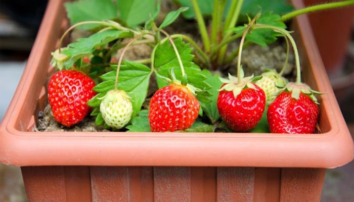 5 Cara Merawat Tanaman Buah dalam Pot agar Cepat Berbuah Lebat