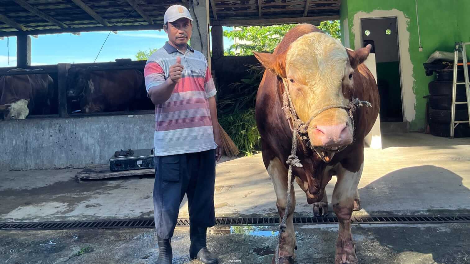 Hasil Lab Kondisi Sapi Banmas Presiden RI untuk Kabupaten Seluma