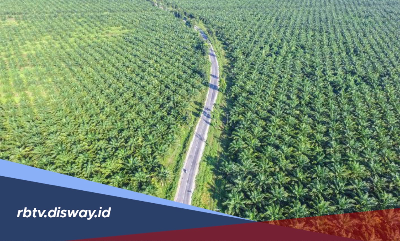 Daftar Daerah Penghasil Kelapa Sawit Terbesar di Indonesia, Daerahmu Termasuk?