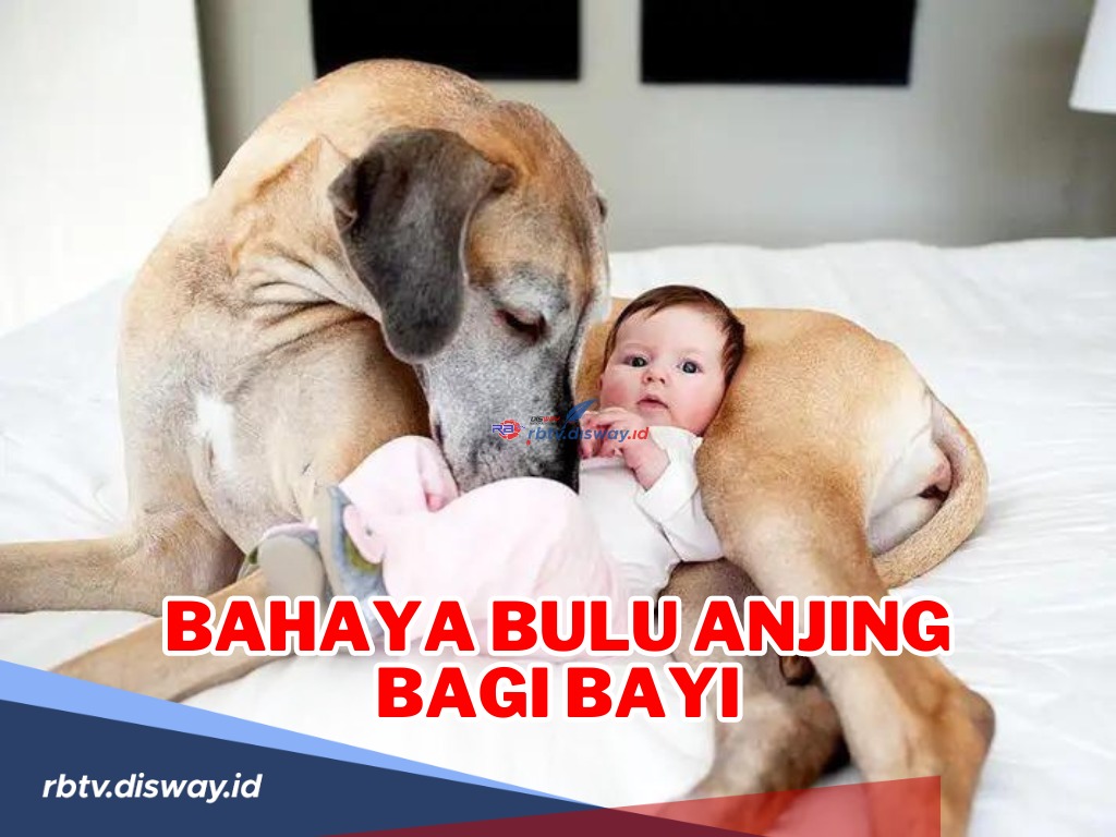 Pelihara Anjing di Rumah? Awas, Ini Bahaya Bulu Anjing Bagi Bayi, Jangan Sampai Terjadi Alergi Bulu Anjing!