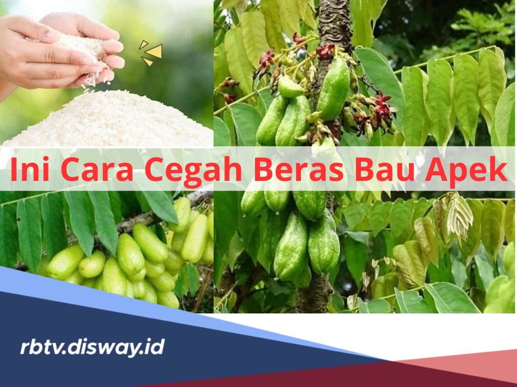 Jangan Dibuang! Ini Cara Cegah Beras Bau Apek dengan Bahan Alami, Salah Satunya Daun Belimbing Wuluh