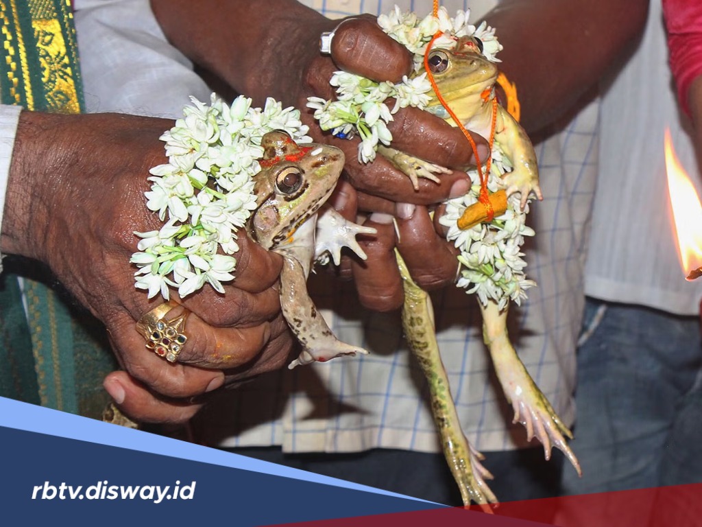 Pernikahan Katak di India, Mengenakan Pakaian Pengantin Mini 