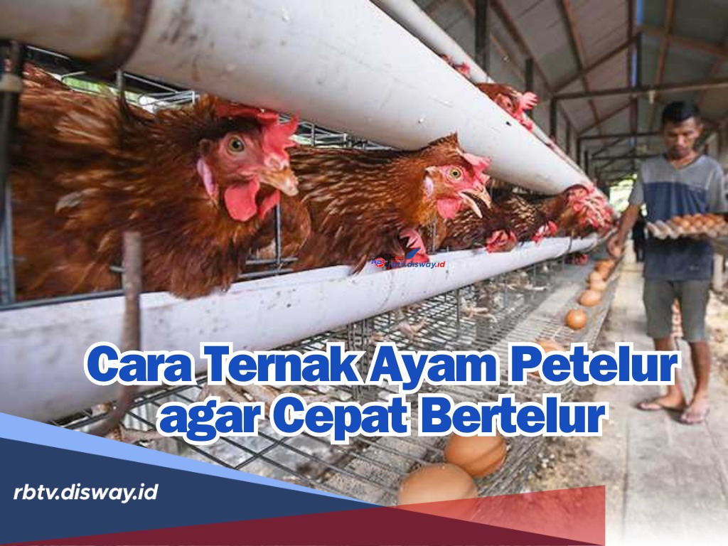 Pemula Wajib Tahu! Begini Cara Ternak Ayam Petelur agar Cepat Bertelur