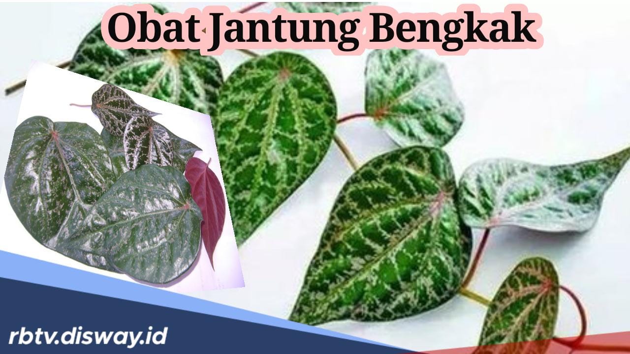 Manfaat Rebusan Daun Sirih Merah, Bisa Atasi Jantung Bengkak, Begini Aturan Minumnya