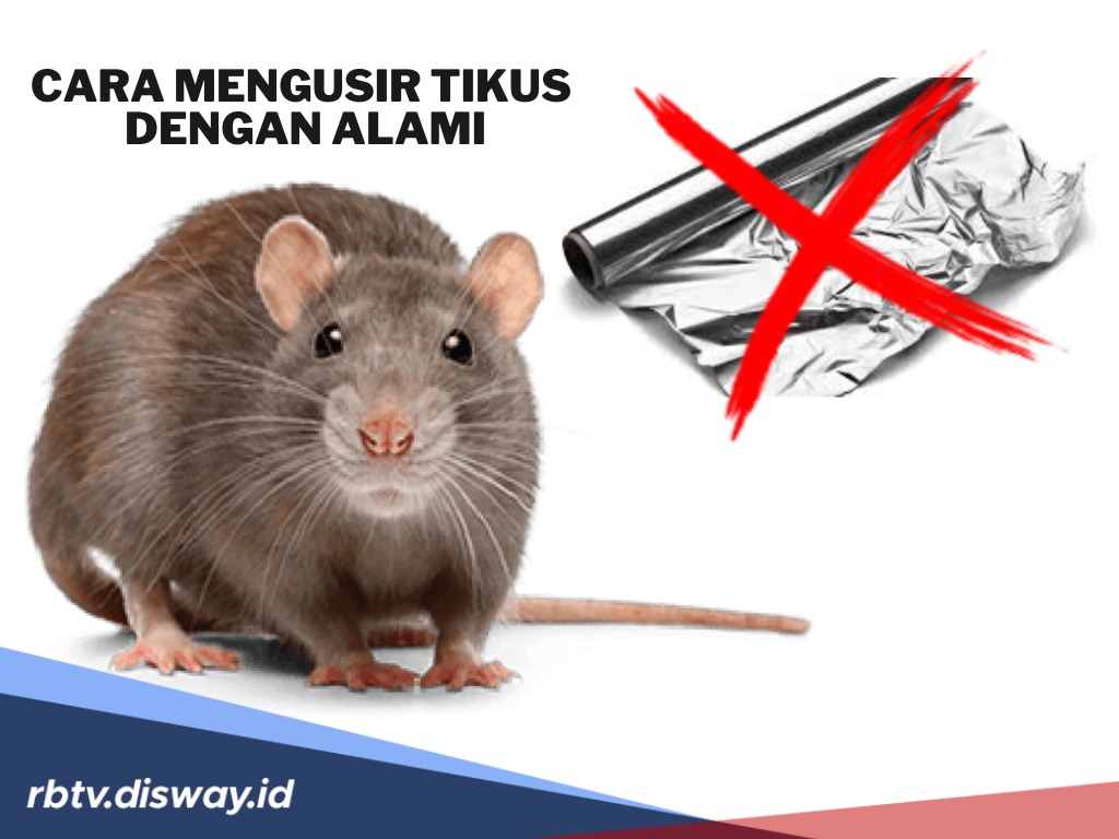 Begini Cara Mengusir Tikus dengan Bahan Alami, Dijamin Minggat! 