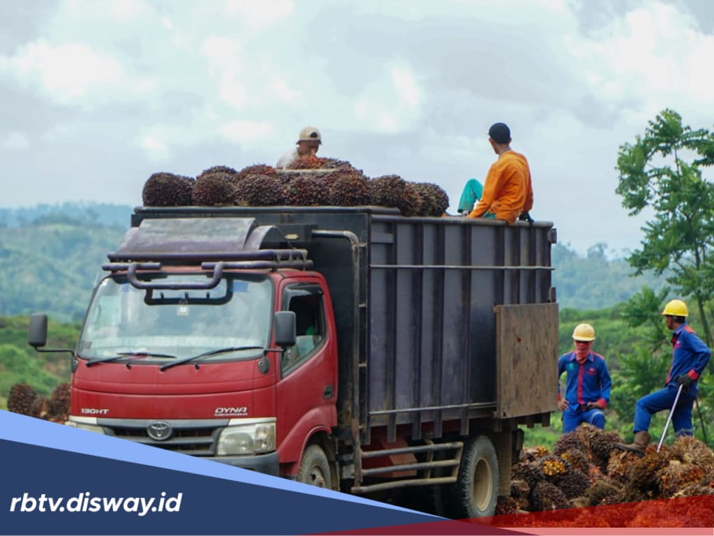 Penetapan Harga Tbs Kelapa Sawit, Harga Tidak Selaras, Wagub akan Panggil Seluruh Kepala PMKS