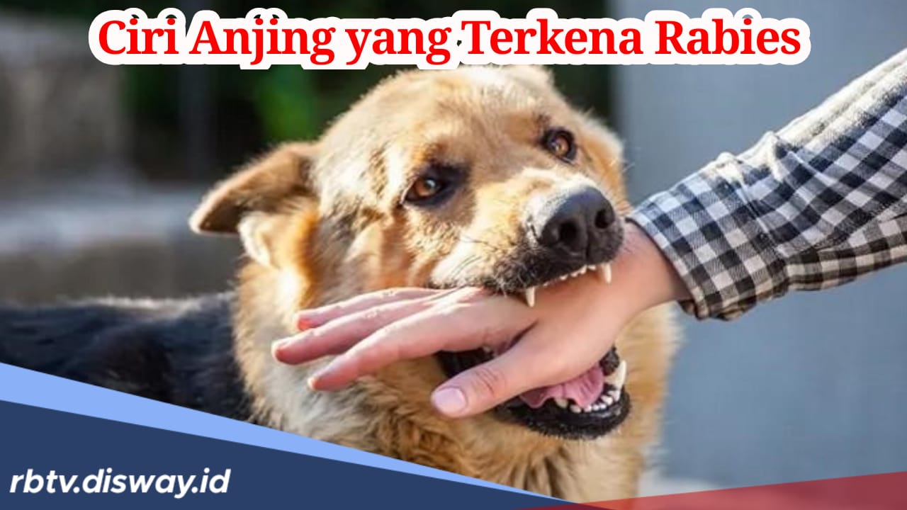 Jangan Lengah, Kenali 8 Ciri Anjing yang Terkena Rabies agar Terhindar