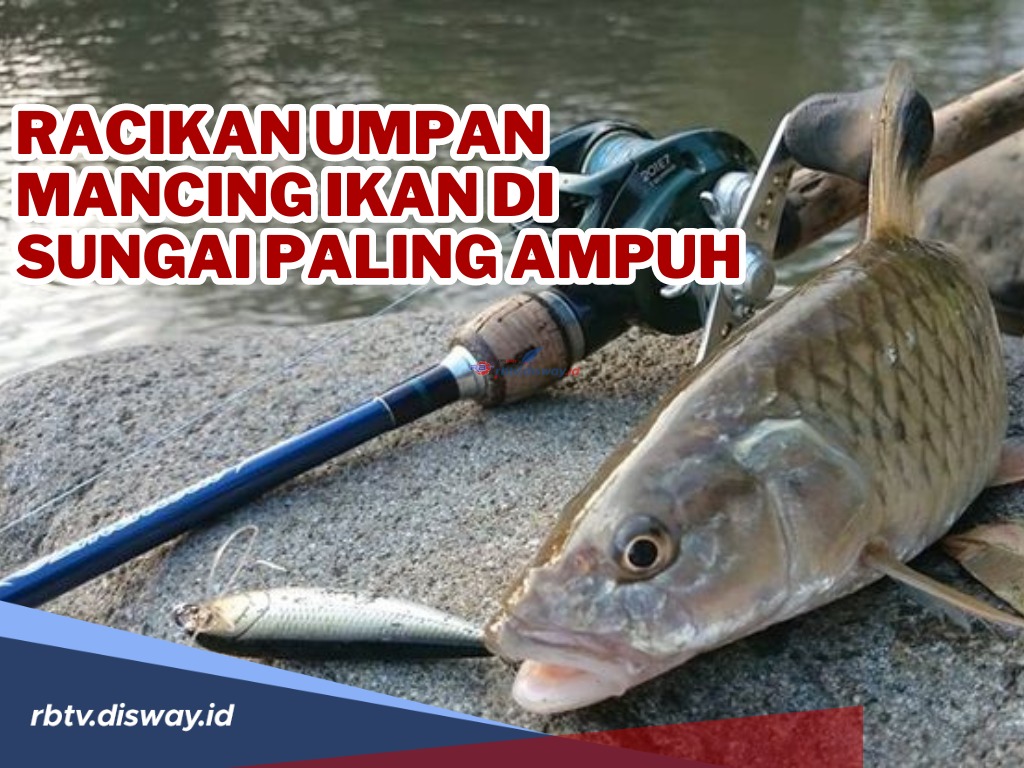 Mau Mancing? Ini Rekomendasi Racikan Umpan Mancing Ikan di Sungai Paling Ampuh, Pasti Gacor!