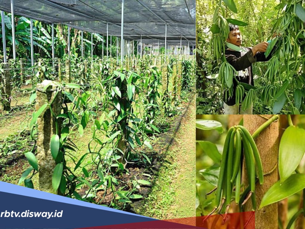 Cara Mudah Jadi Kaya, Tanam Saja Rempah Vanilla, Harganya Rp 11 Juta per Kilogram
