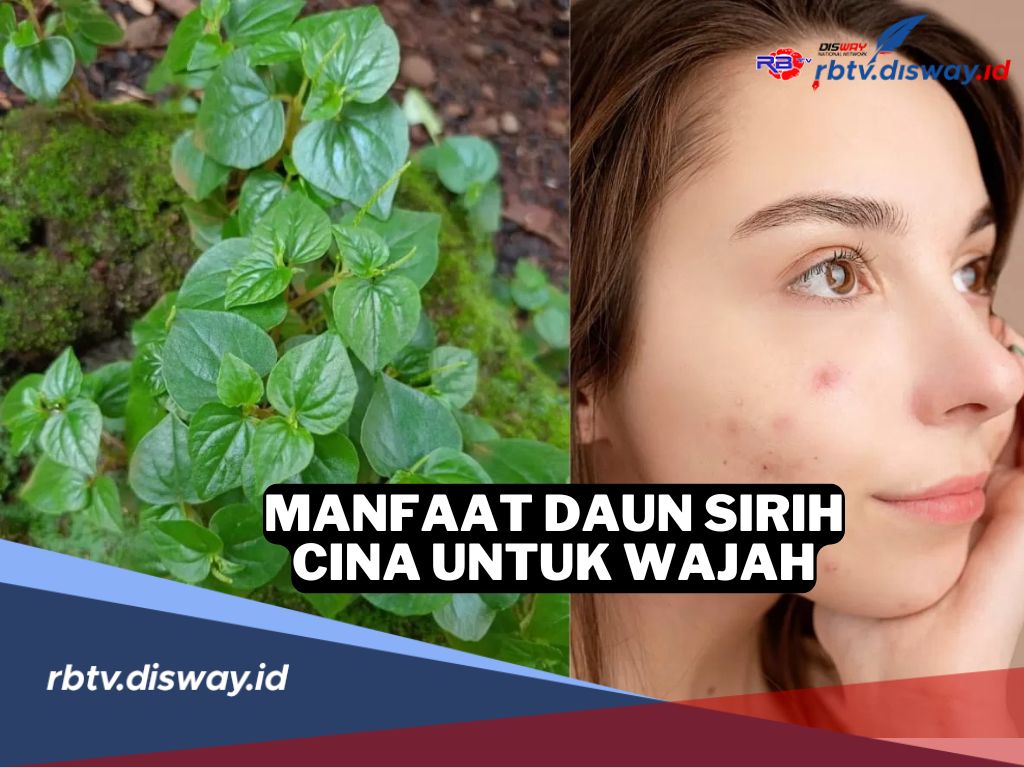 Rahasia Kecantikan Alami, Ini Manfaat Tersembunyi Daun Sirih Cina untuk Wajah 