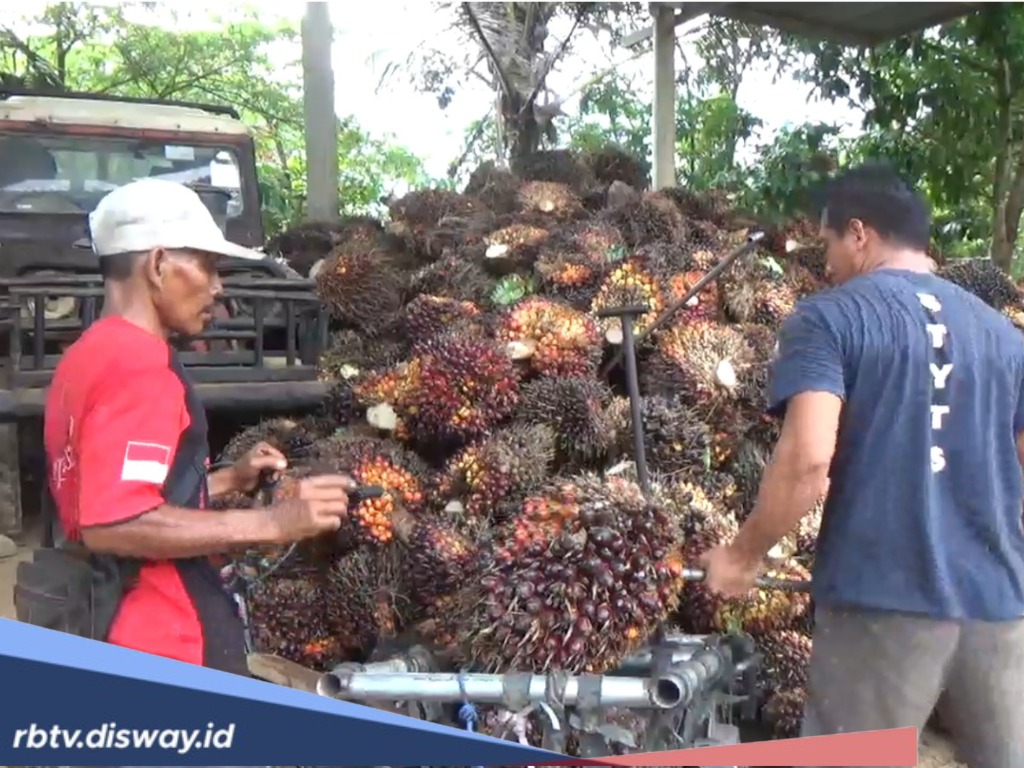 Napas Petani Sawit di Bengkulu Tengah Ngos-ngosan, Harga Masih di Bawah Rp 3 Ribu