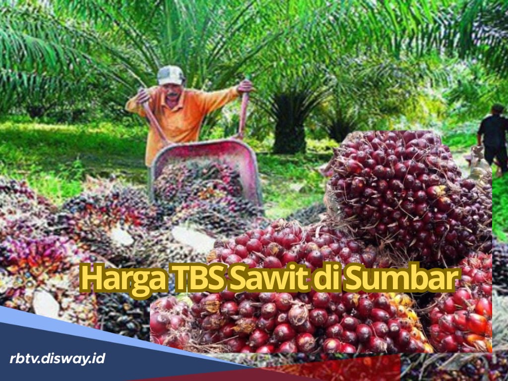 Masih Duduki Urutan Pertama, Segini Perkiraan Harga TBS Sawit di Sumbar Periode April 2025