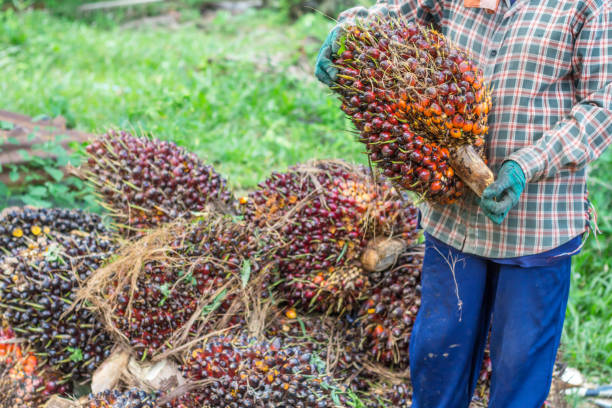 Update Harga TBS Sawit Pabrik di Bengkulu Utara, Tertinggi Rp 2.580/Kg