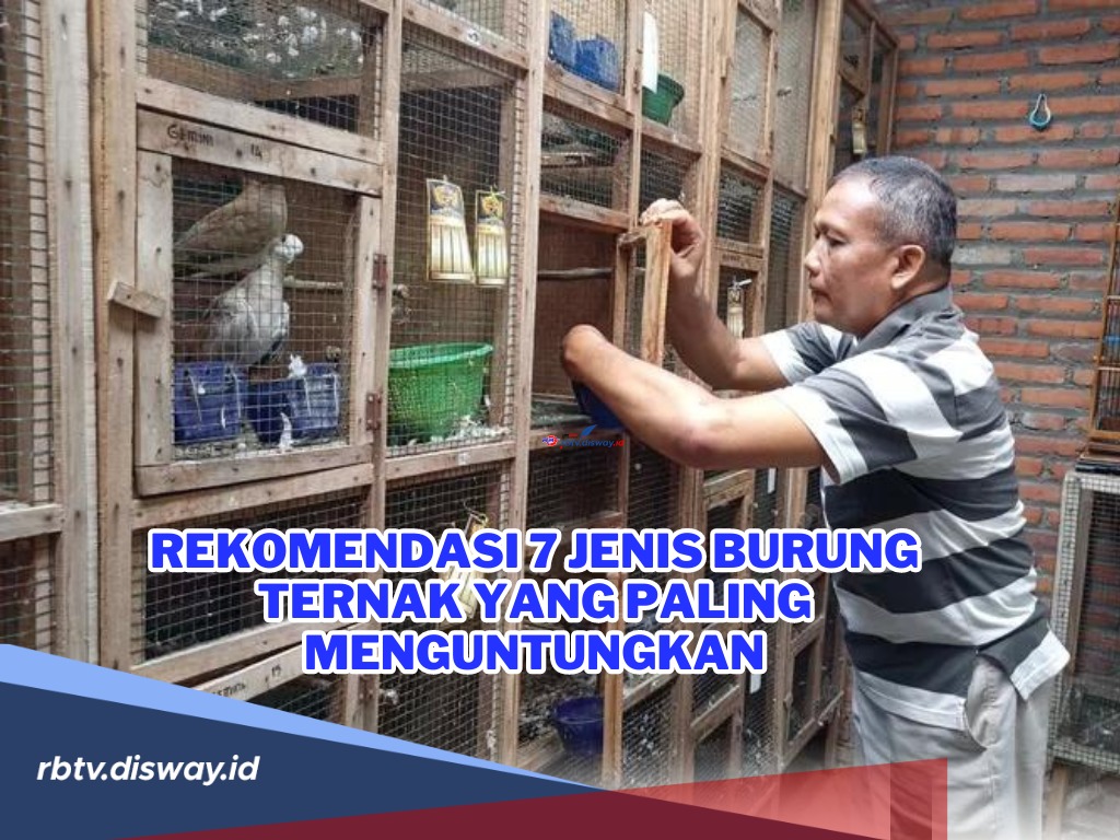 Rekomendasi 7 Jenis Burung Ternak yang Paling Menguntungkan, Cocok untuk Pemula