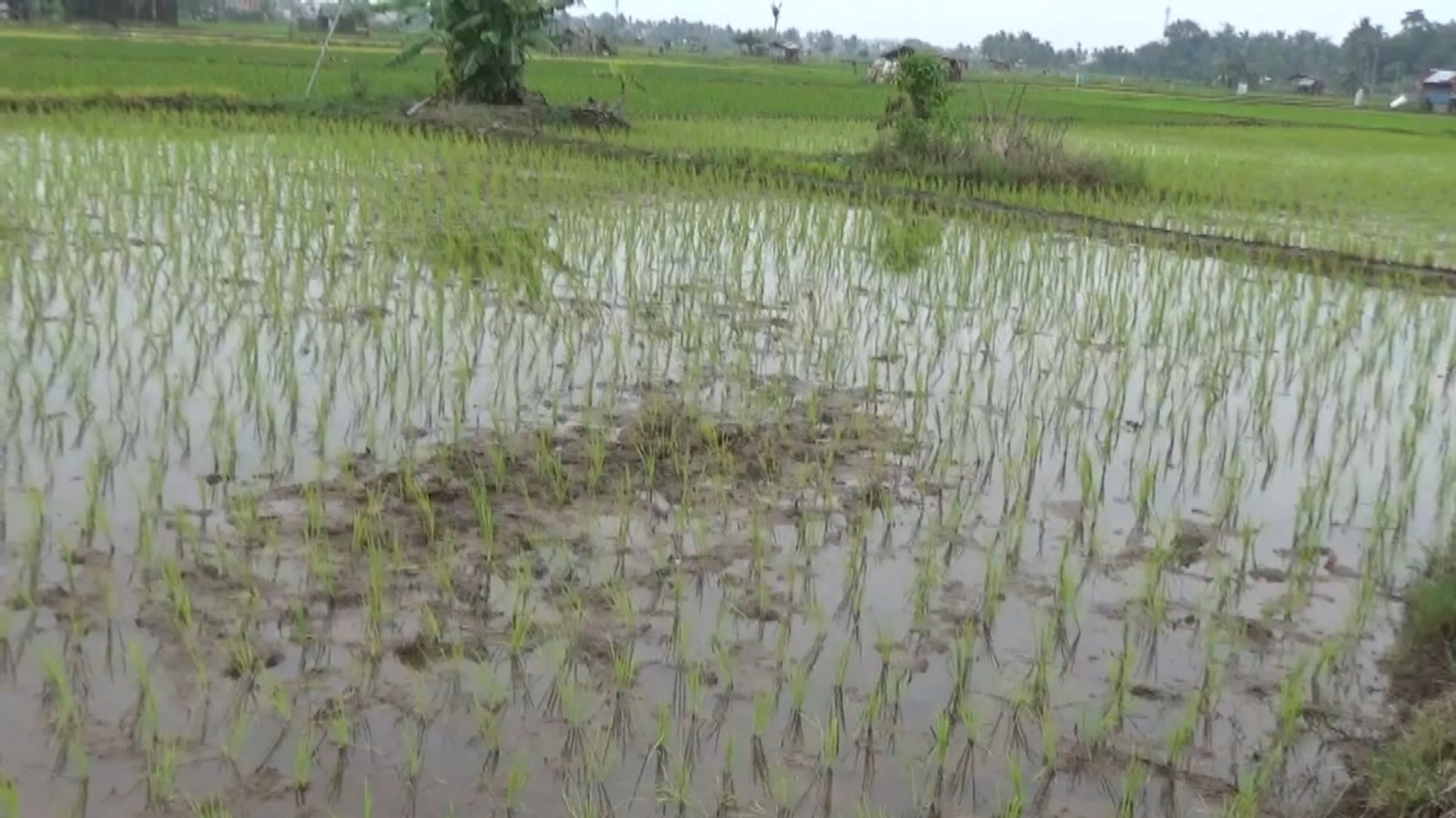 Serapan Pupuk NPK Cukup Tinggi, Alokasi Pupuk Subsidi Bengkulu Ditambah Jadi Segini