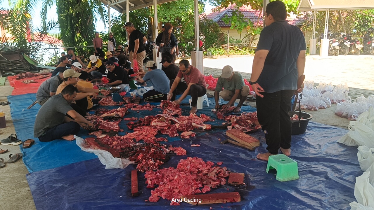 Sumbangan Berbuat Amal, Kemenag Seluma Kurban 5 Ekor Sapi dan 1 Kambing