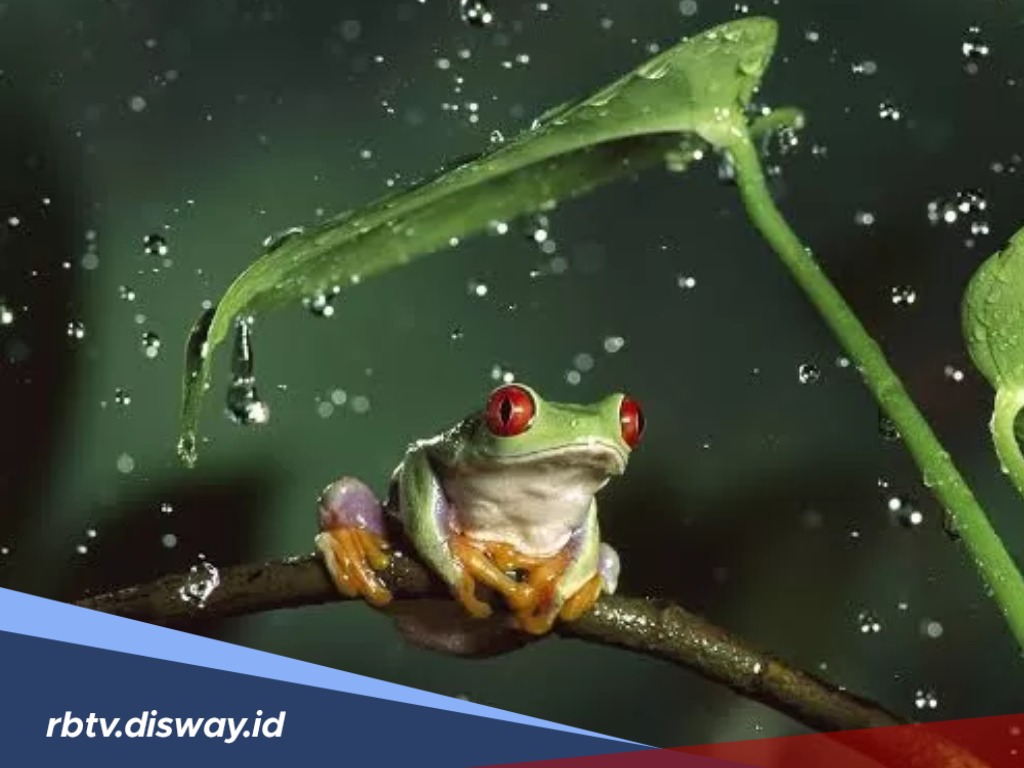 Ngeri! Warga Brazil Dihujani Ribuan Katak! Berapa Rata-rata Usia Katak?
