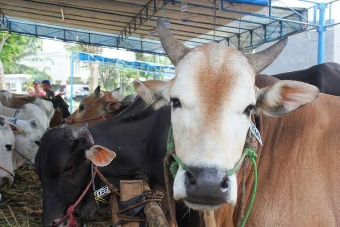 Tidak Semua Berhak Terima Daging Kurban, Ini 3 Golongan Orang yang Berhak Terima Daging Kurban