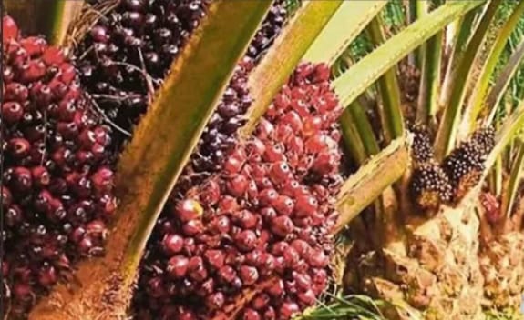 Petani Sawit Jangan Malas, Ini Tanda Harga TBS Kembali Bakal Naik