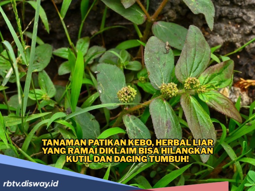 Patikan Kebo, Tanaman Liar yang Diklaim Bisa Hilangkan Kutil dan Daging Tumbuh