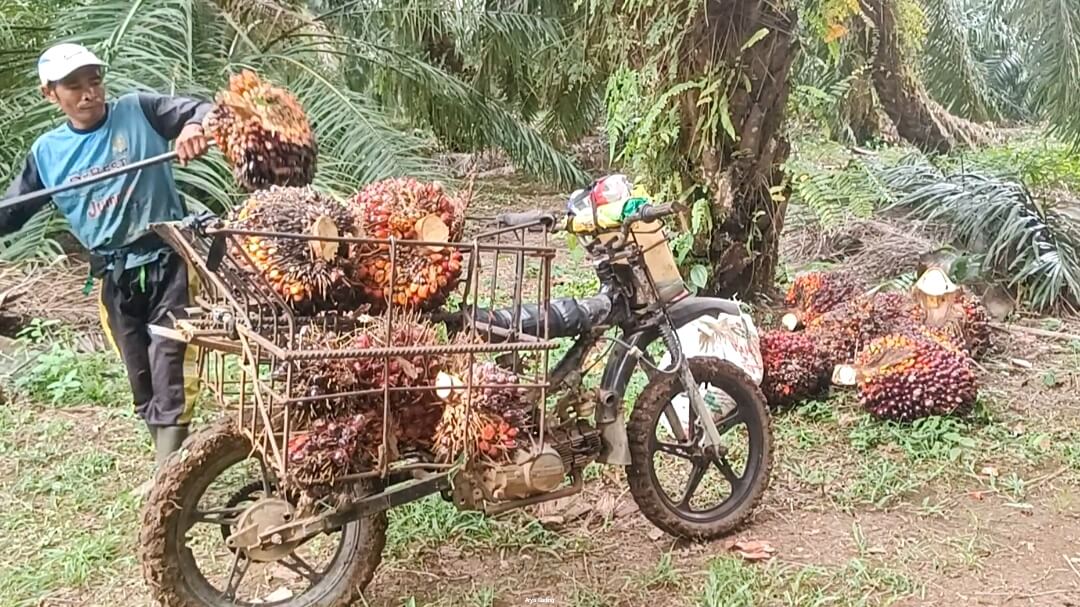 Distan Seluma Bocorkan Cara agar Harga TBS Sawit Lebih Tinggi