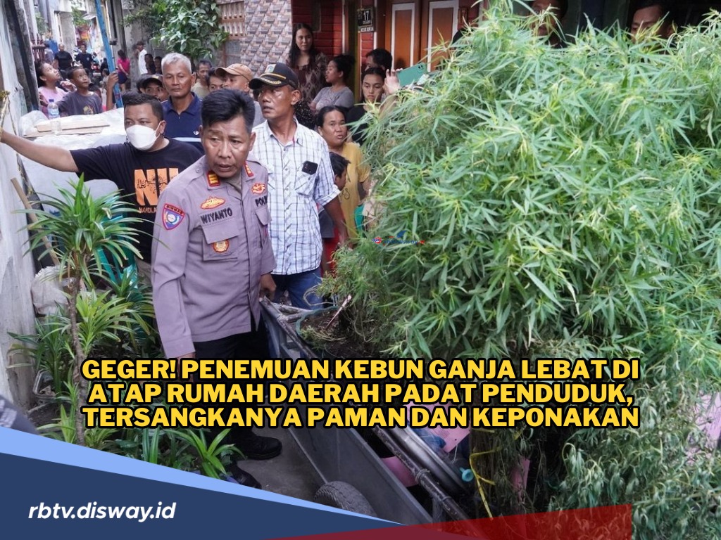 Penemuan Kebun Ganja di Atap Rumah Daerah Padat Penduduk