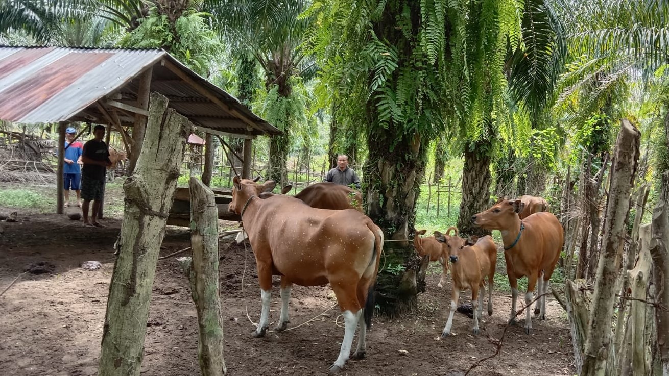 Virus LSD Serang Sapi Warga Seluma, Ruang Gerak Jual Beli Ternak Dipersempit