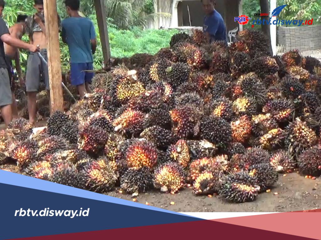 Harga TBS Sawit di Pabrik Bengkulu Utara Terus Melambung, Kini Tembus Rp 3.000 Per Kilogram