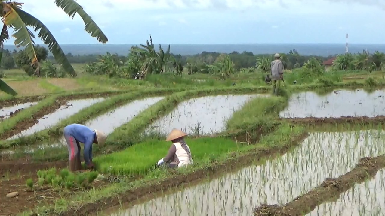 868 Hektare Lahan di Enggano Potensial untuk Digarap, Pendistribusian Alat Berat Jadi Kendala 